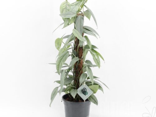 Epipremnum pinnatum -Cebu Blue-