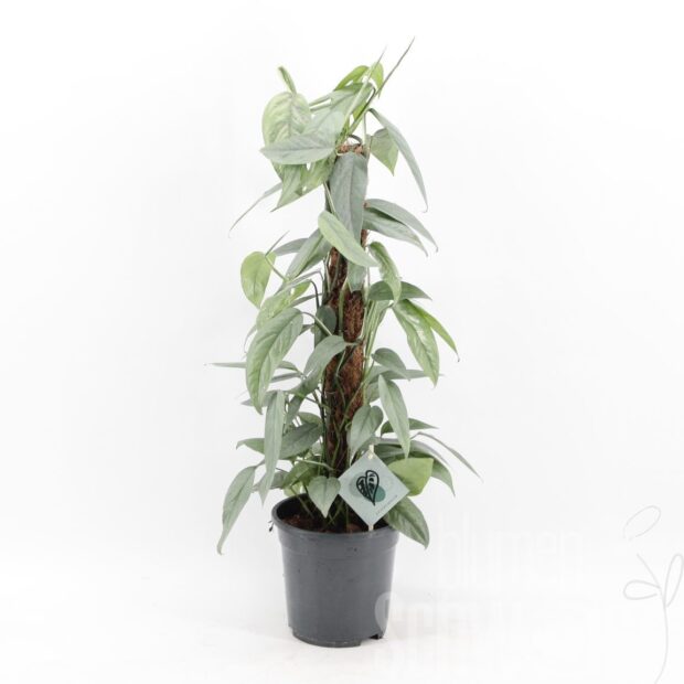 Epipremnum pinnatum -Cebu Blue-