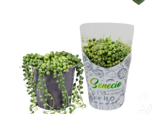 Senecio rowleyanus