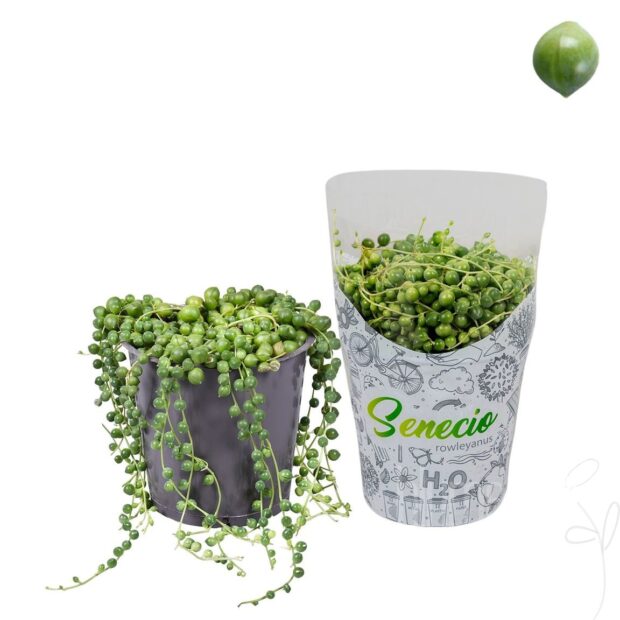 Senecio rowleyanus