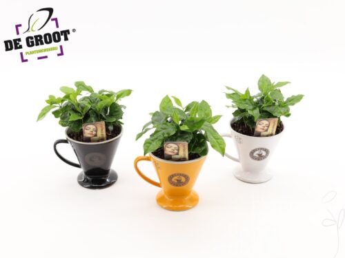Arrangementem Pflanzen ins Schüssel Coffea