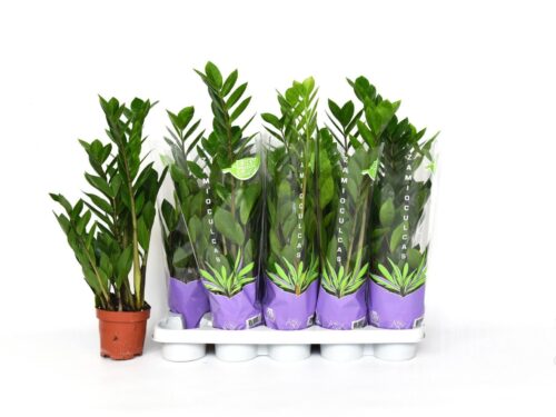 Zamioculcas zamiifolia