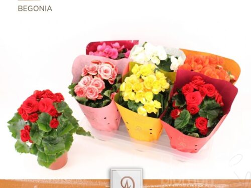 Begonia (Elatior Grp) gefüllt blühend gemischt