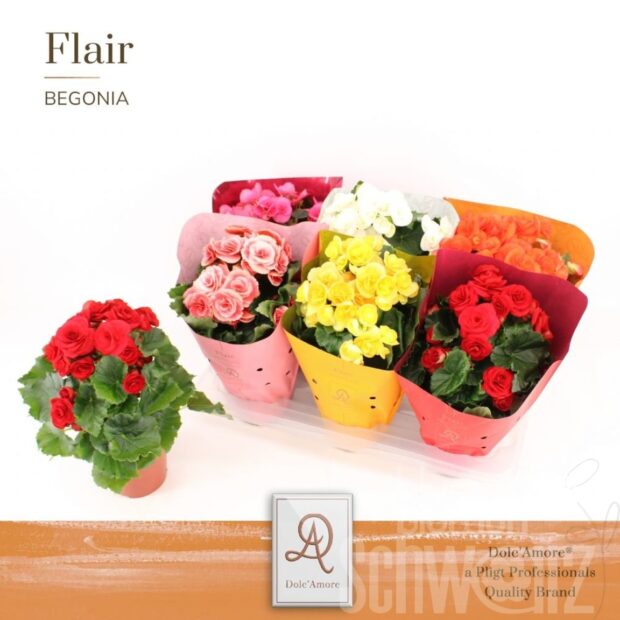Begonia (Elatior Grp) gefüllt blühend gemischt