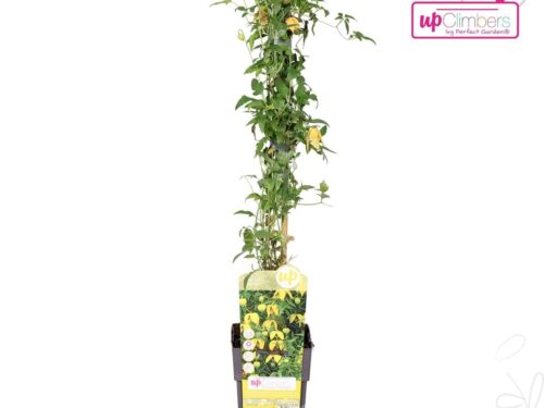 Clematis tangutica