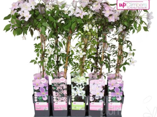 Clematis montana mixed