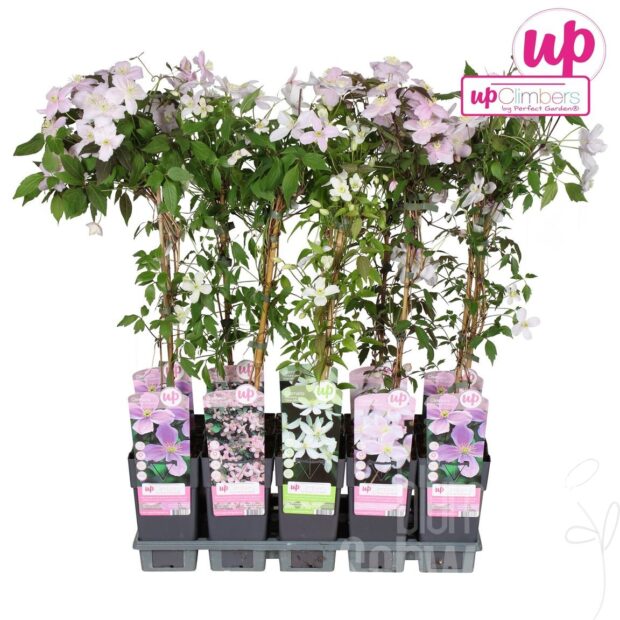 Clematis montana mixed