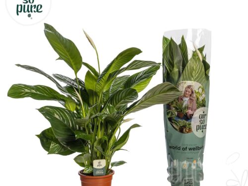 Spathiphyllum -Sweet Isabella-