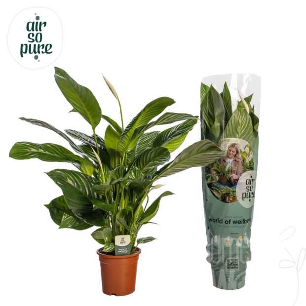 Spathiphyllum -Sweet Isabella-
