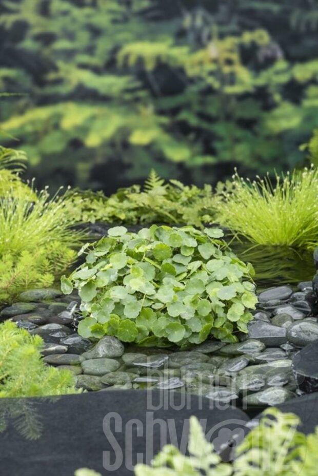 Hydrocotyle vulgaris