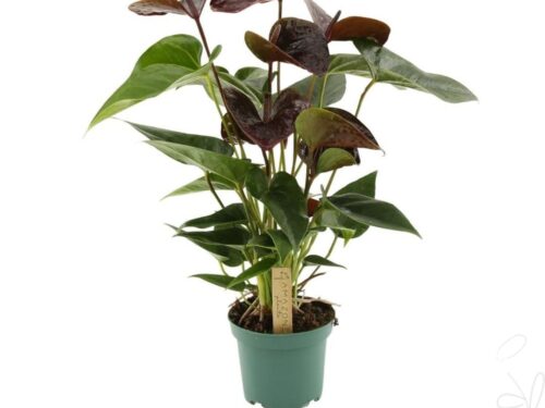 Anthurium (Andreanum Grp) Essencia