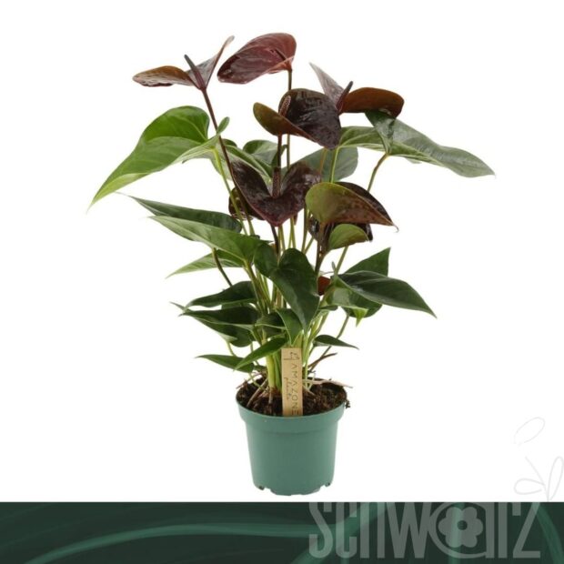 Anthurium (Andreanum Grp) Essencia