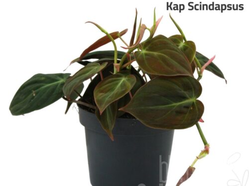 Philodendron scandens subsp. micans