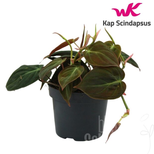 Philodendron scandens subsp. micans