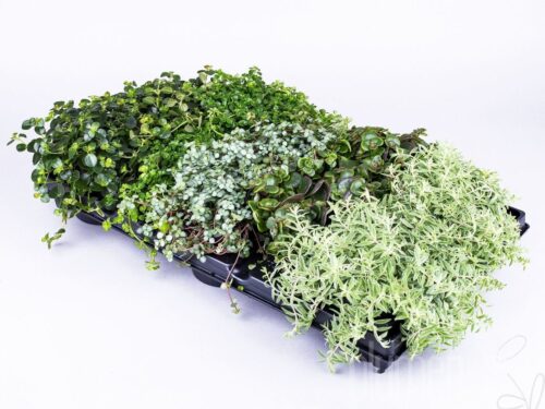 Pilea gemischt