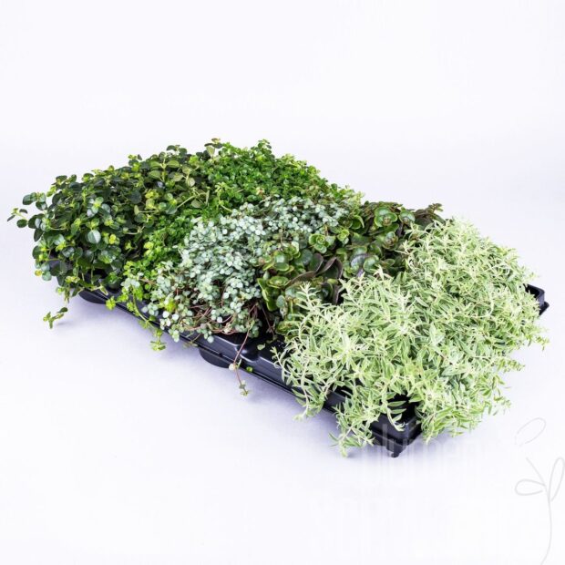 Pilea gemischt