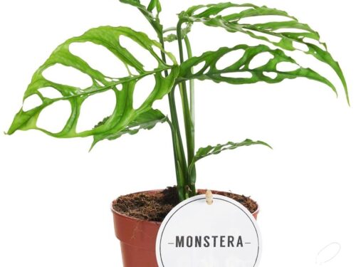 Monstera sonstig Obliqua Peru