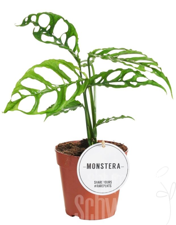 Monstera sonstig Obliqua Peru
