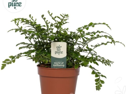 Asplenium Parvati