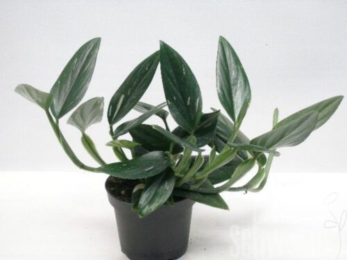 Philodendron sonstig Cobra