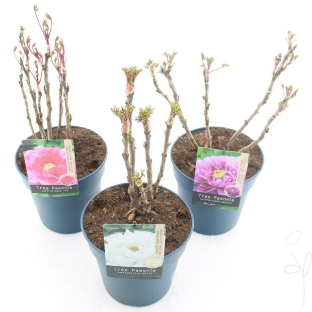 Paeonia suffruticosa Mixed