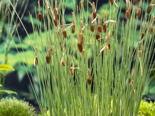 Typha minima