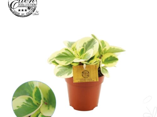 Peperomia obtusifolia -Obtipan Bicolor-