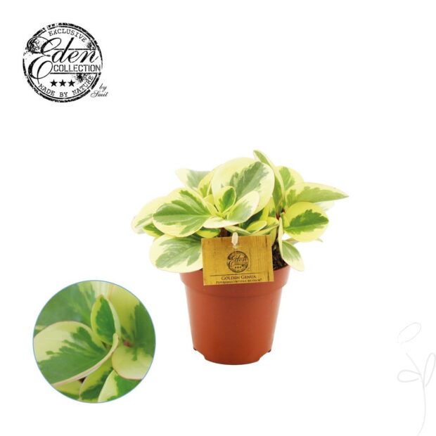 Peperomia obtusifolia -Obtipan Bicolor-