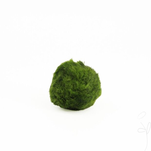 Aegagropila linnaei (Chladophlora), Mooskugeln