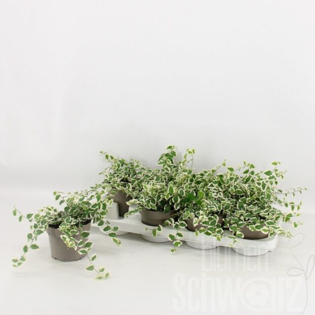 Ficus pumila -Belle Sunny-