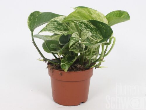 Epipremnum pinnatum -Marble Queen-
