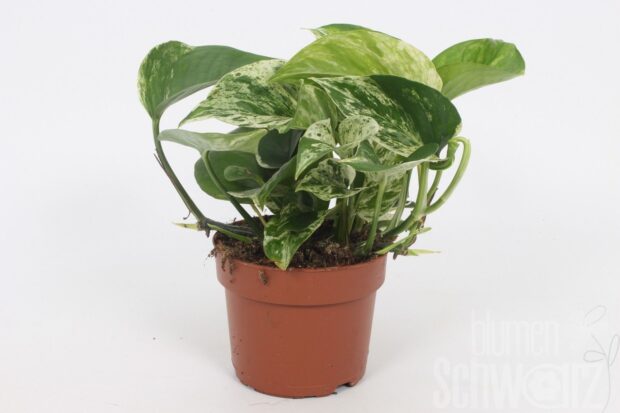 Epipremnum pinnatum -Marble Queen-