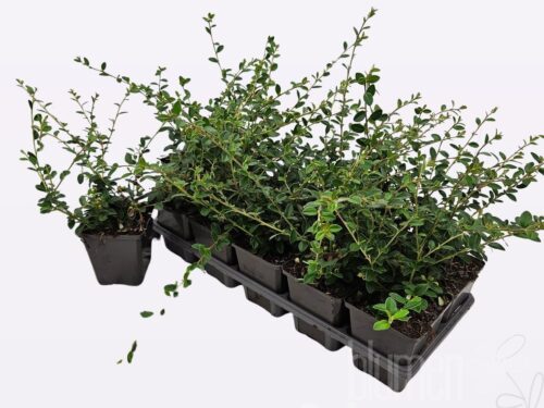 Cotoneaster suecicus -Coral Beauty-