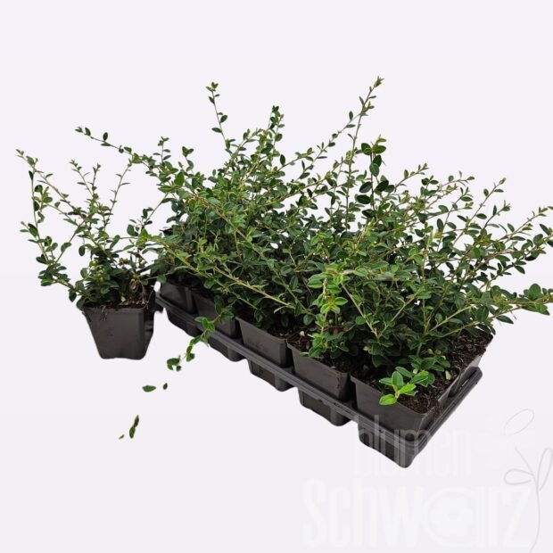 Cotoneaster suecicus -Coral Beauty-