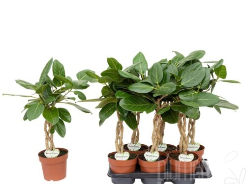 Ficus altissima