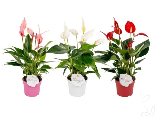 Anthurium (Andreanum Grp) gemischt