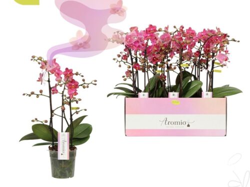 Phalaenopsis Multifloratypes sonstig orange Aromio Floral
