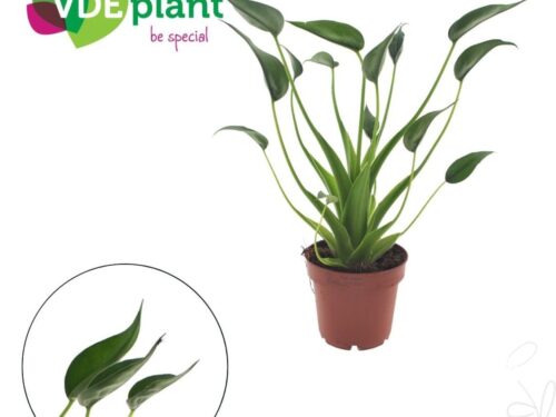 Alocasia -Tiny Dancers-