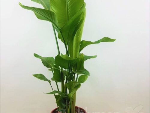 Strelitzia nicolai