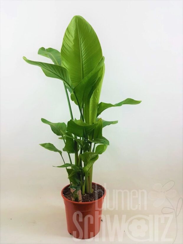 Strelitzia nicolai