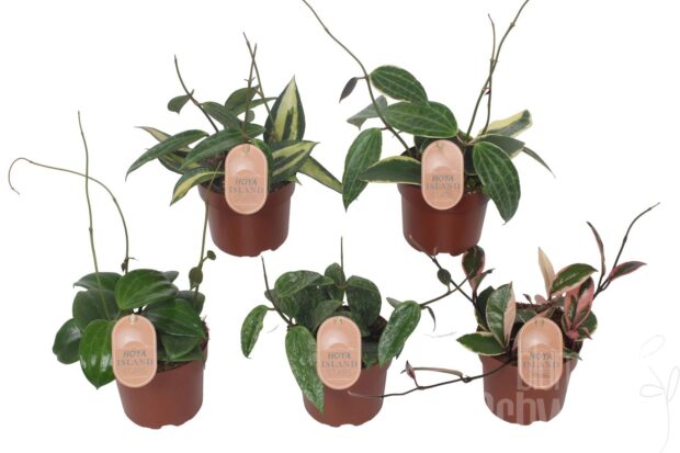 Hoya sonstig Mixed 5 srt