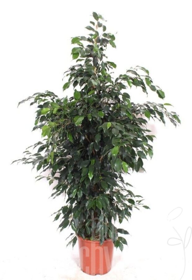 Ficus benjamina -Danielle-