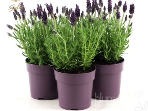 Lavandula stoechas -Anouk- Busch