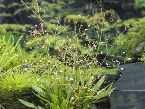 Alisma lanceolatum