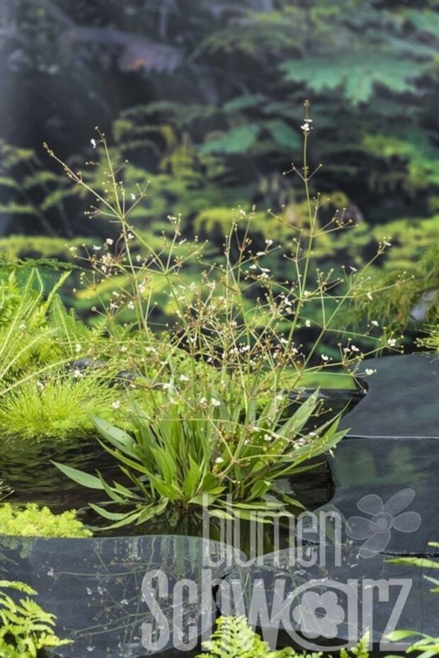 Alisma lanceolatum