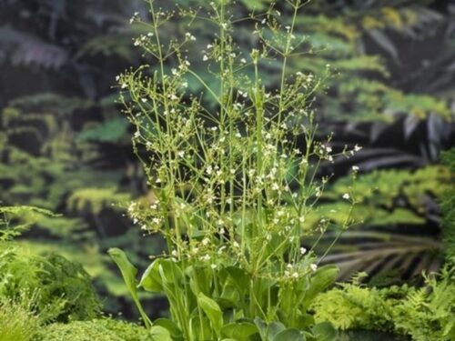 Alisma parviflorum