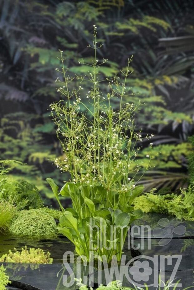 Alisma parviflorum