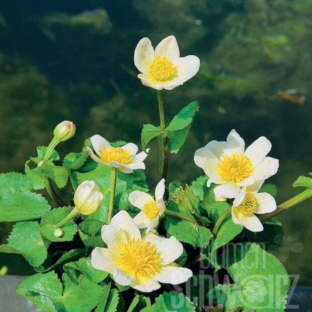 Caltha palustris var. alba