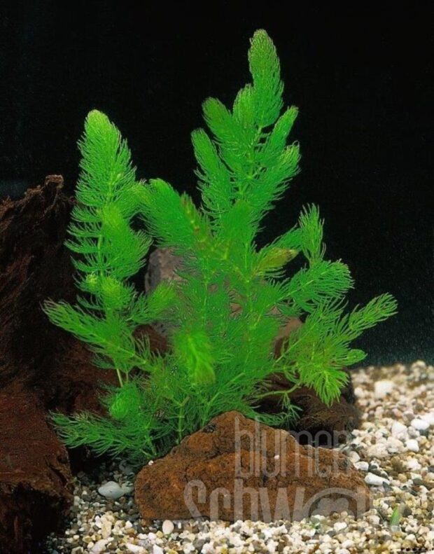 Ceratophyllum demersum
