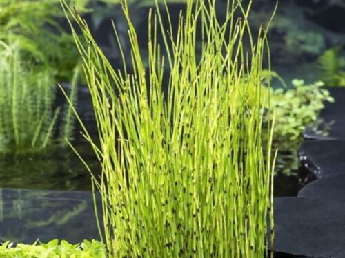 Equisetum fluviatile